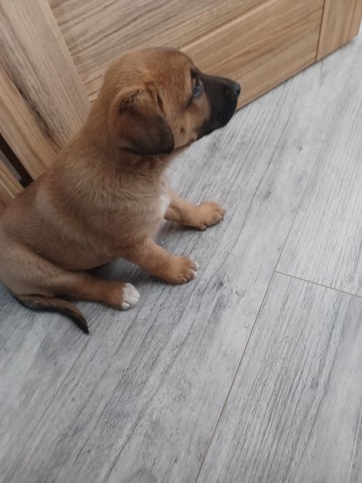 Pieski do adopcji