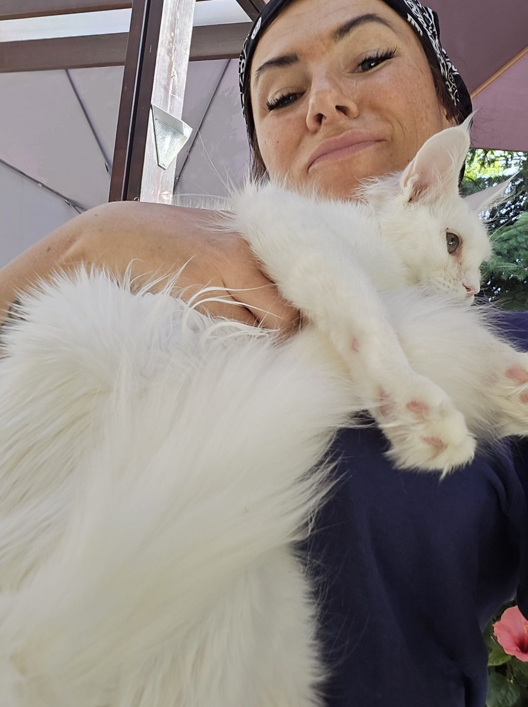 Maine Coon Felis Polonia kotka