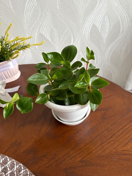 Продается пеперомия