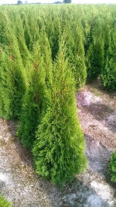 Thuja Tuja SMARAGD 120-140cm. 24zł/szt RABATY!!! PROMOCJA