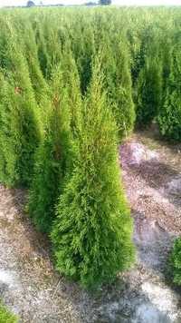 Thuja Tuja SMARAGD 120-140cm. 20zł/szt RABATY!!! PROMOCJA