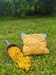 Kukurydza Gotowana pakiet 10kg