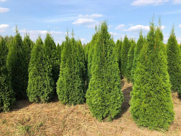 Tuja szmaragd, tuje od 80 do 250 cm! Thuja brabant do 200cm