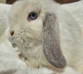 Mini Lop        LIKWIDACJA HODOWLI 2 za 1