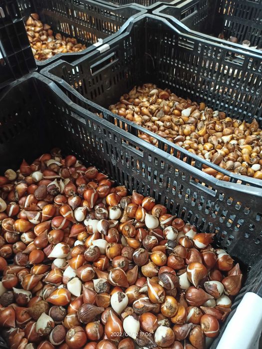 Тюльпани нарциси, цибулини тюльпанів нарцисів, тюльпаны, луковицы