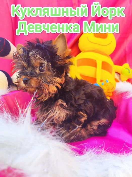 Кукольная Йорочка.МиниПушка