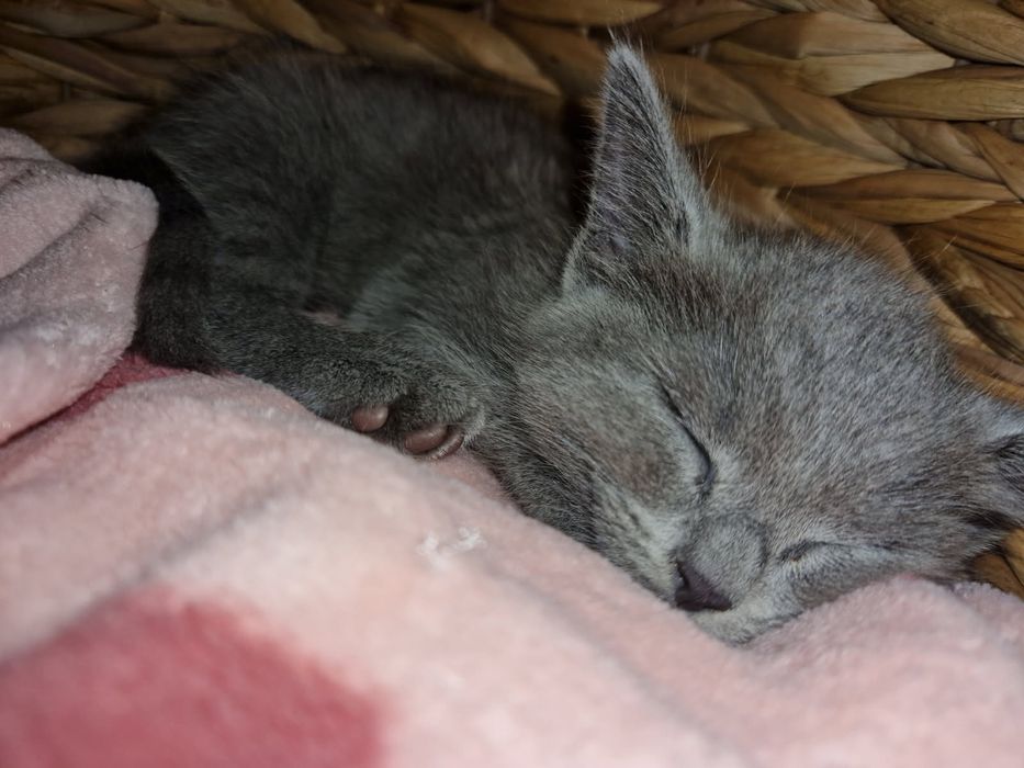 Kocurek rosyjski niebieski