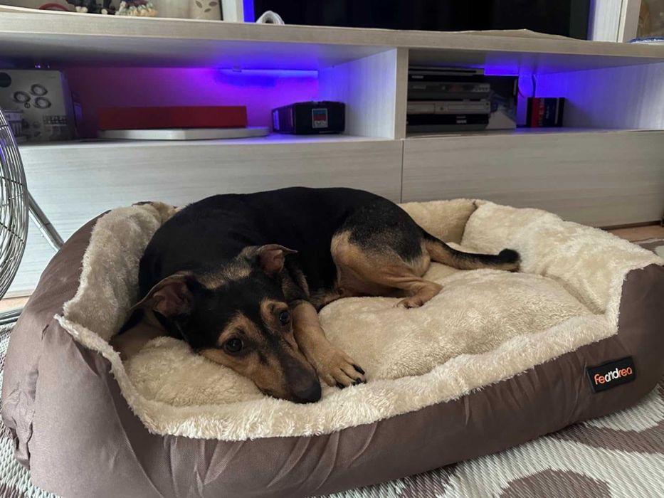 Legowisko dla psa kota posłanie poduszka zwierzęta pies kot NOWE