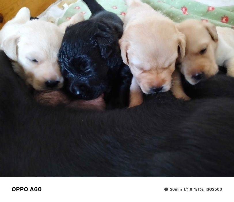 Labrador Retriver com LOP
