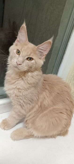 Кошенята породи Мей Кун!