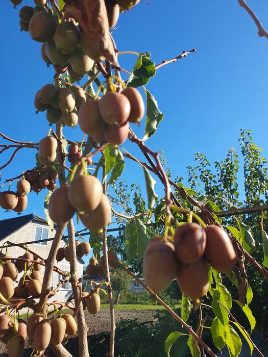 Актинидія(міні ківі),