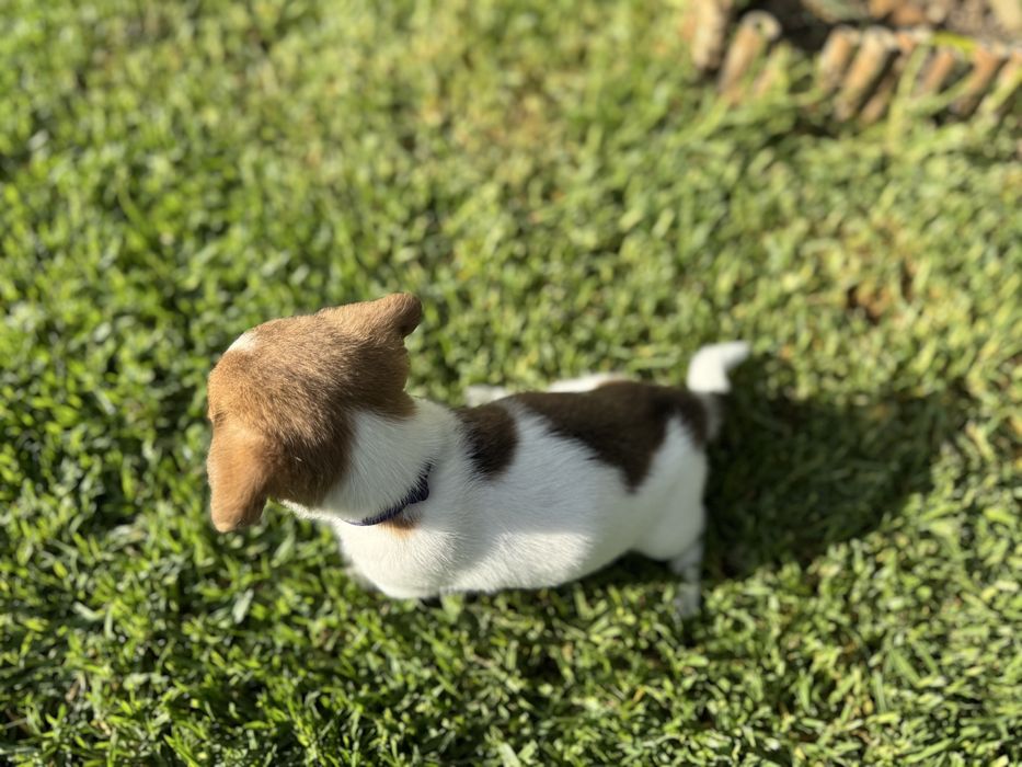 Jack Russel Terrier  macho pelo curto com registo e afixo