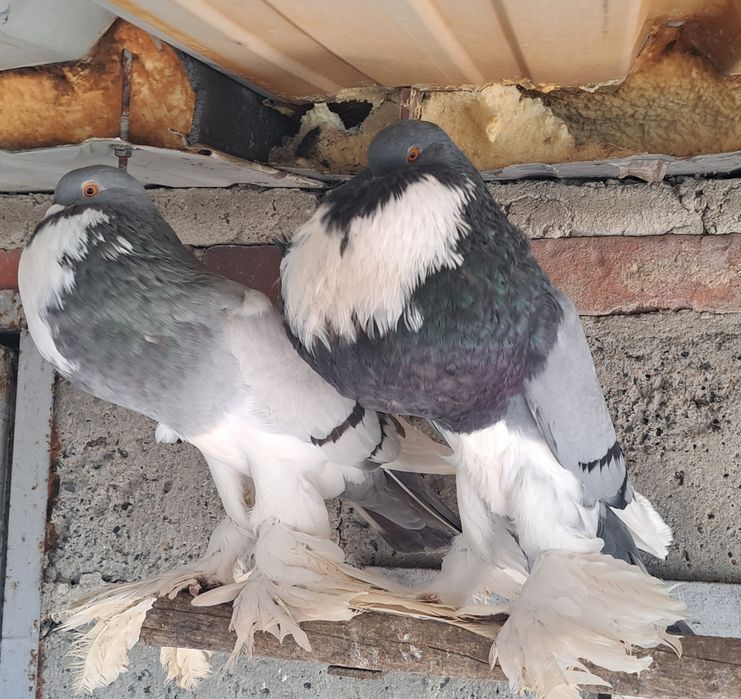 Garlacze pomorskie para garlacz pomorski