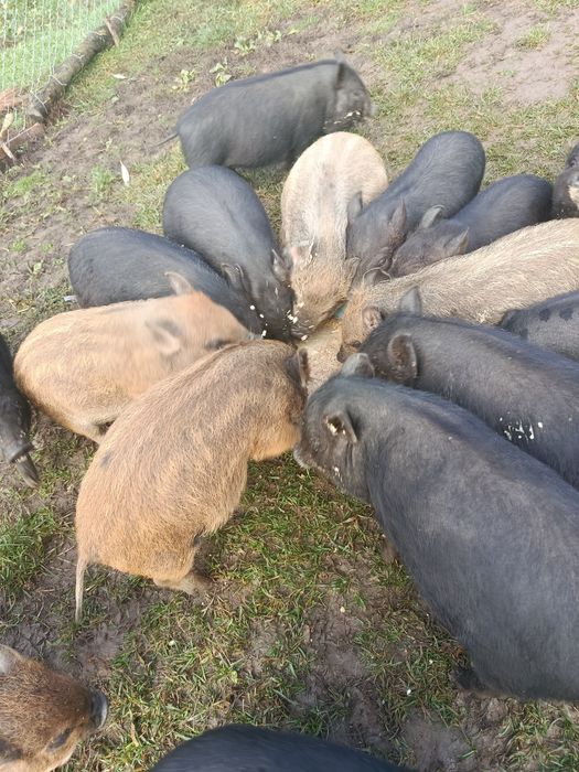В'єтнамські поросята