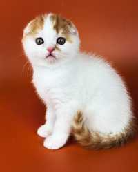Короткошерстный очаровательный котенок.