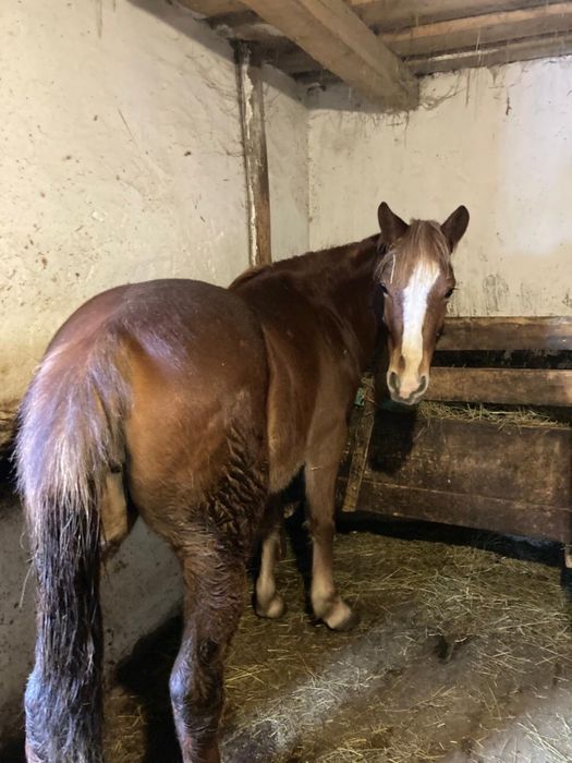 Продаю кобилу