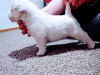 Wybitne szczenięta ZKWP FCI West highland white terrier