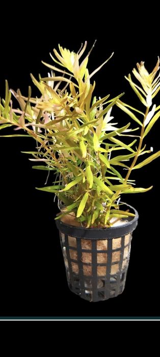 Zestaw kolorowych roślin akwariowych