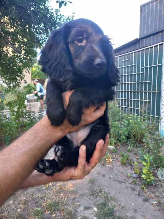 Чарівні щенята Спаніельчики