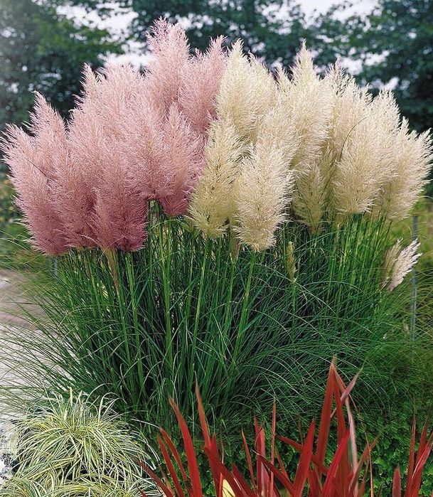 Trawa pampasowa biała różowa sadzonki 40 cm p10 cortaderia ozdobna