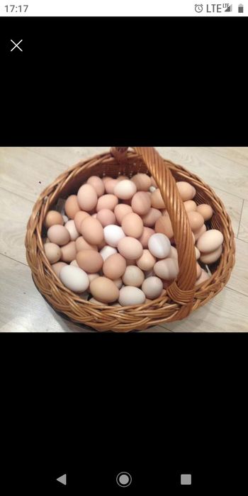 Jaja z wolnego wybiegu