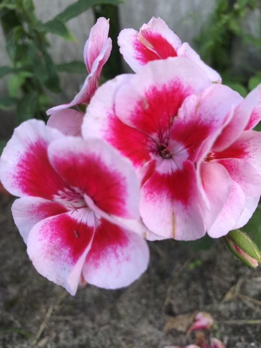 Краса на підвіконні