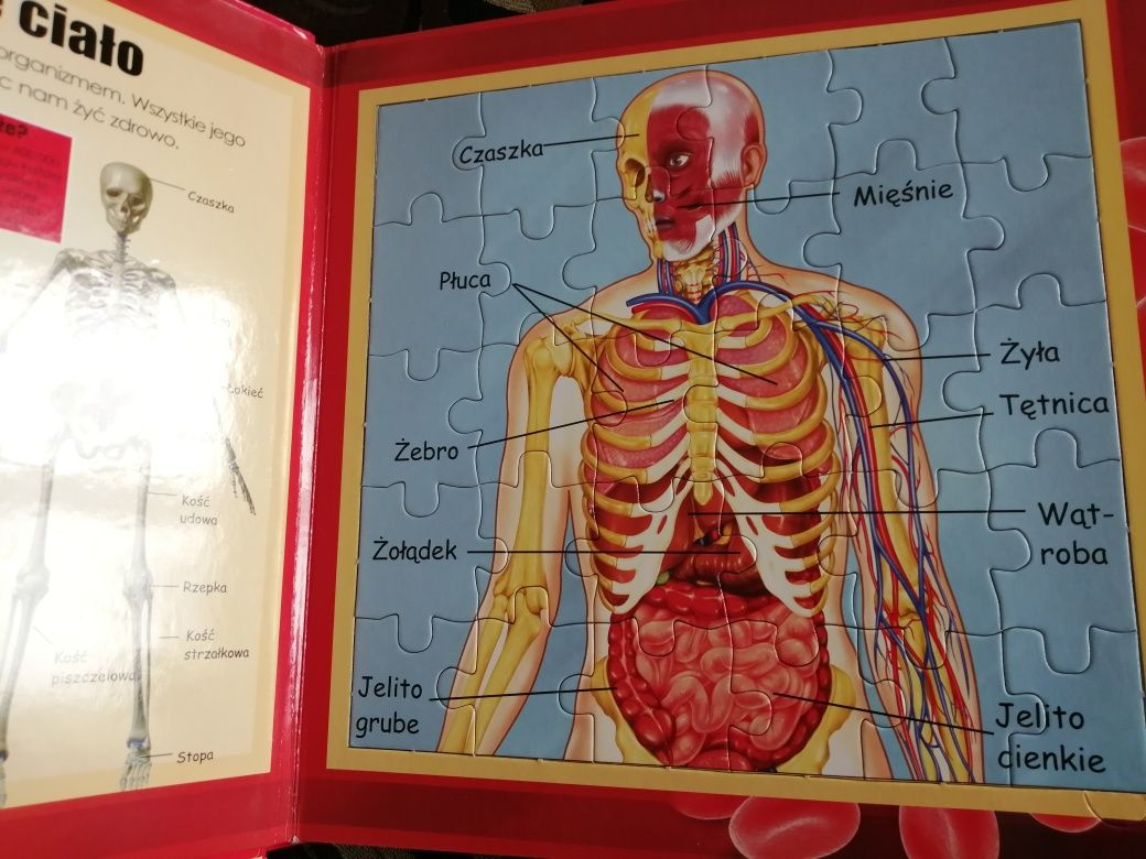 Książka i puzzle anatomia dla dzieci