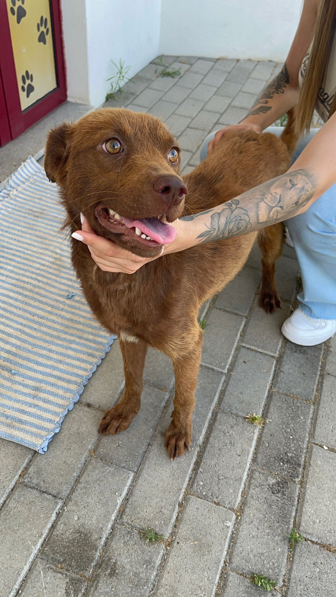 Cadela para adoção RESPONSÁVEL