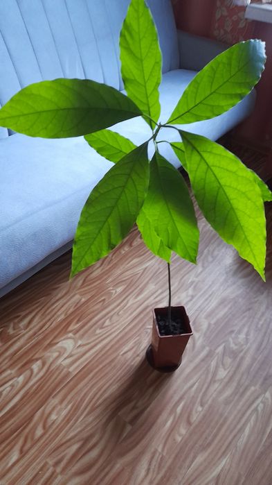 Avocado w doniczce wys-78cm-20zl