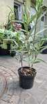 Sadzonka oleandra 50cm