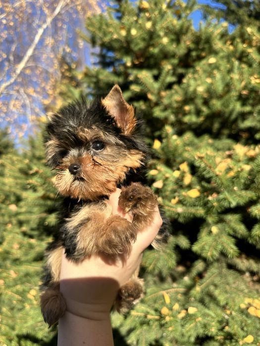 Міні хлопчик та дівчинка йорк