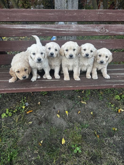 Szczenię Golden Retriever