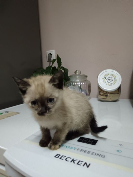 Dou gatinhos, duas fêmeas