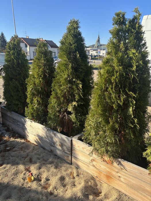 Tuje szmaragd TANIO odbior