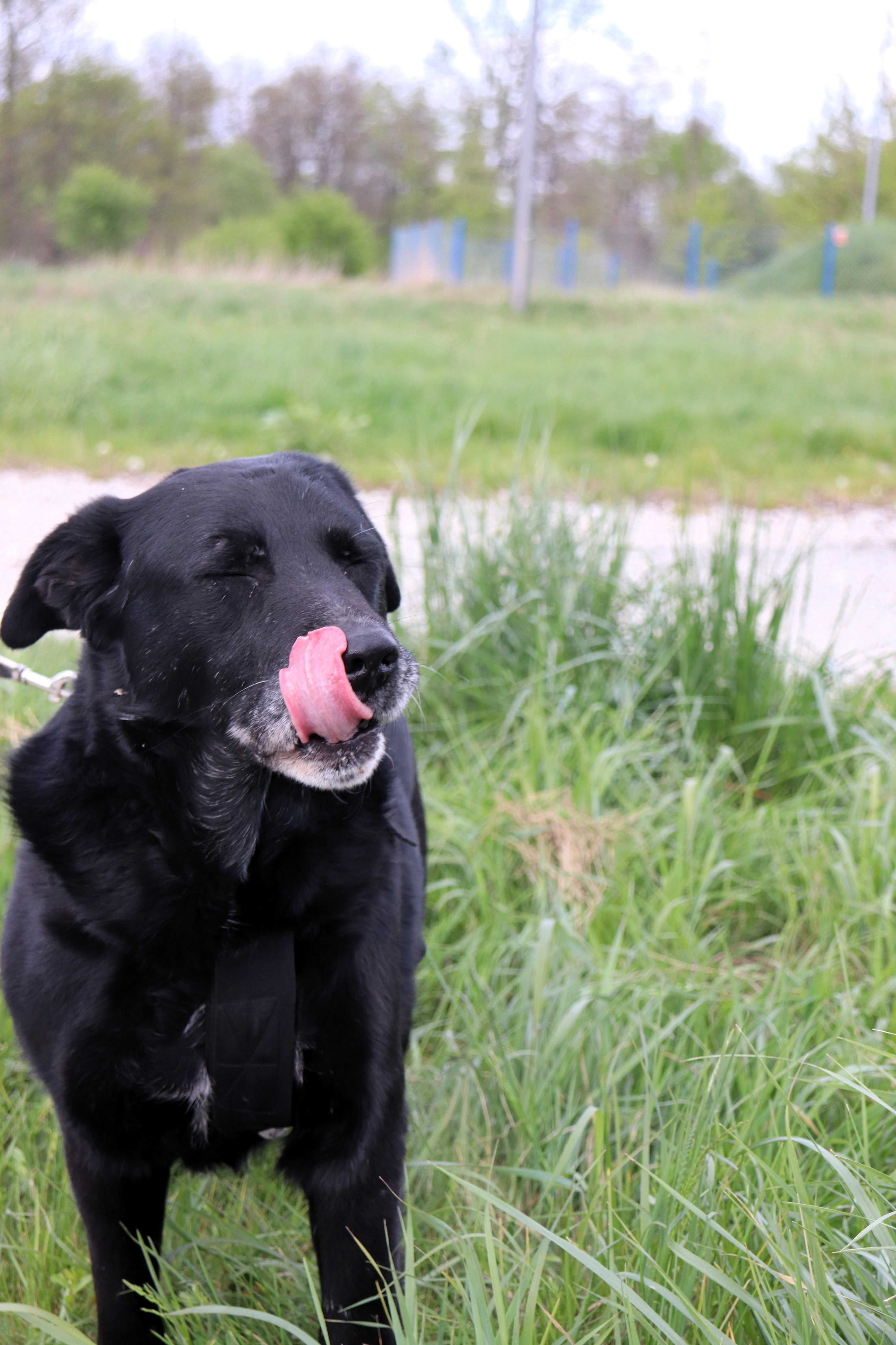 Fado | w typie labradora szuka domu