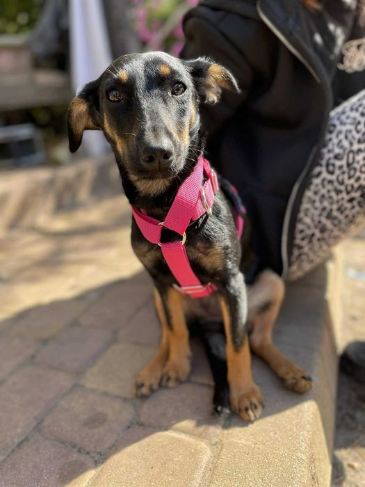 Szczeniak do adopcji. Suczka Salsa szuka domu!