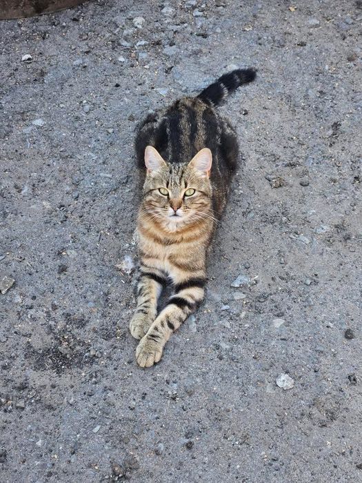 Котик в добрі руки