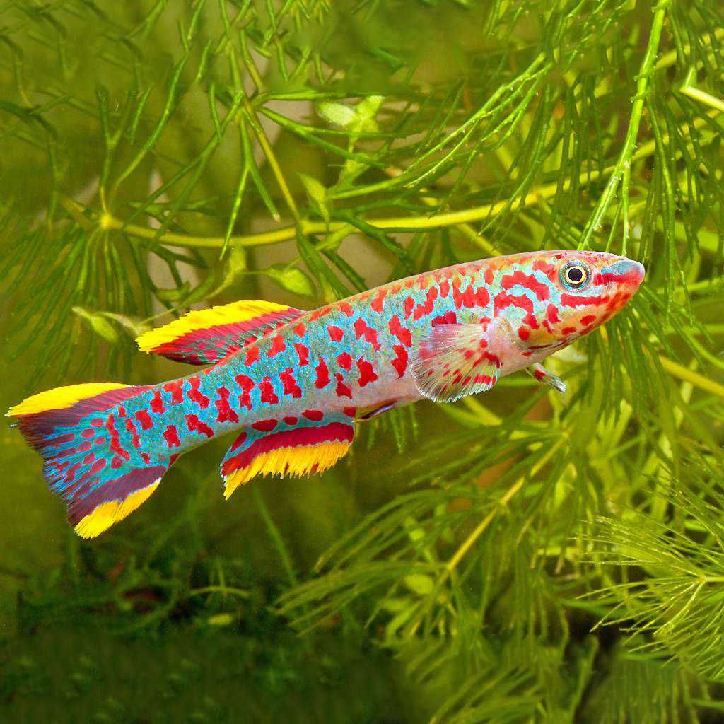 Proporczykowiec Gardnera - Sklep Zoologiczny