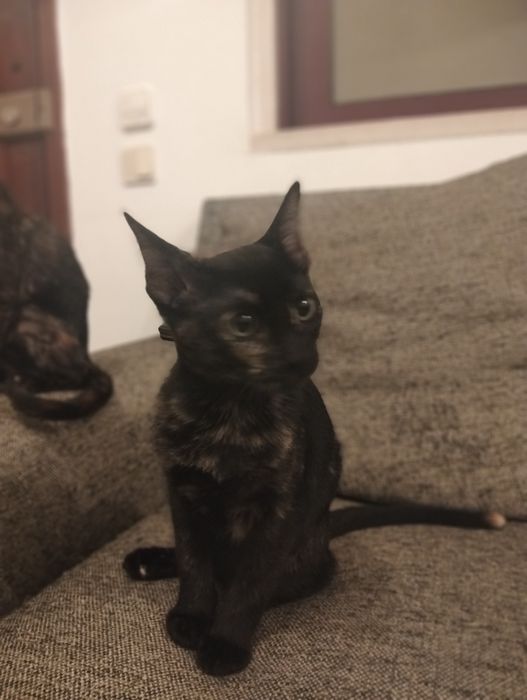 Dão-se gatinhos para quem estimar