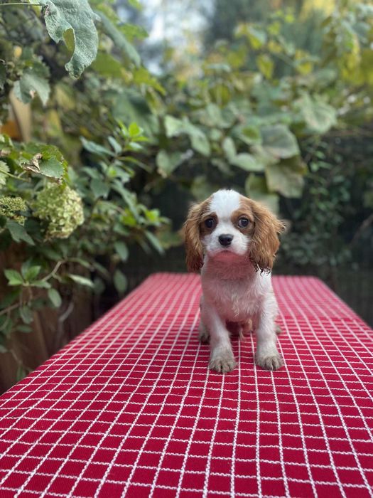Cavalier King Charles Spaniel blenhiem samiec pies chłopiec biały brąz