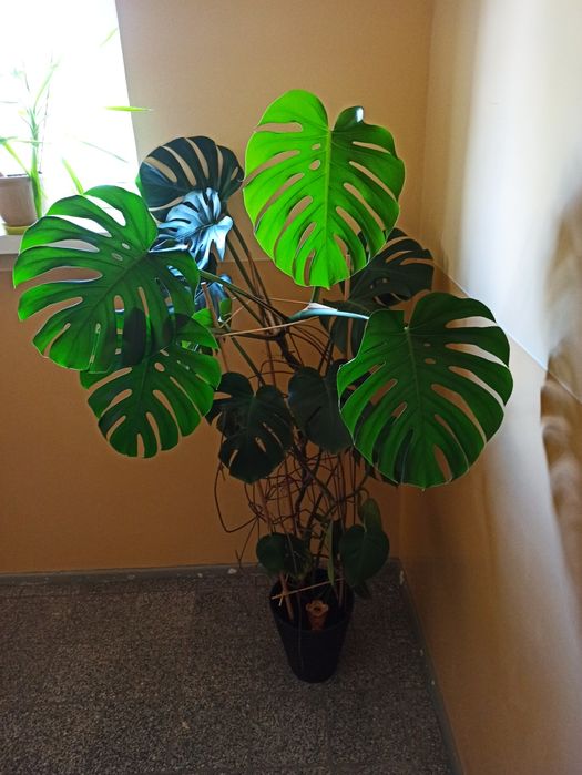 Monstera - duża i piękna