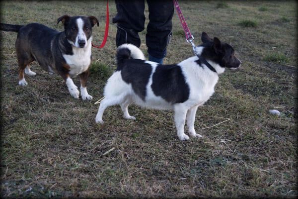 Kornelek - wrażliwy, mały psiak do adopcji