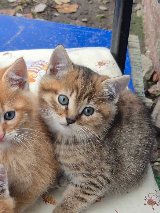 Ласкаве кошеня в добрі руки