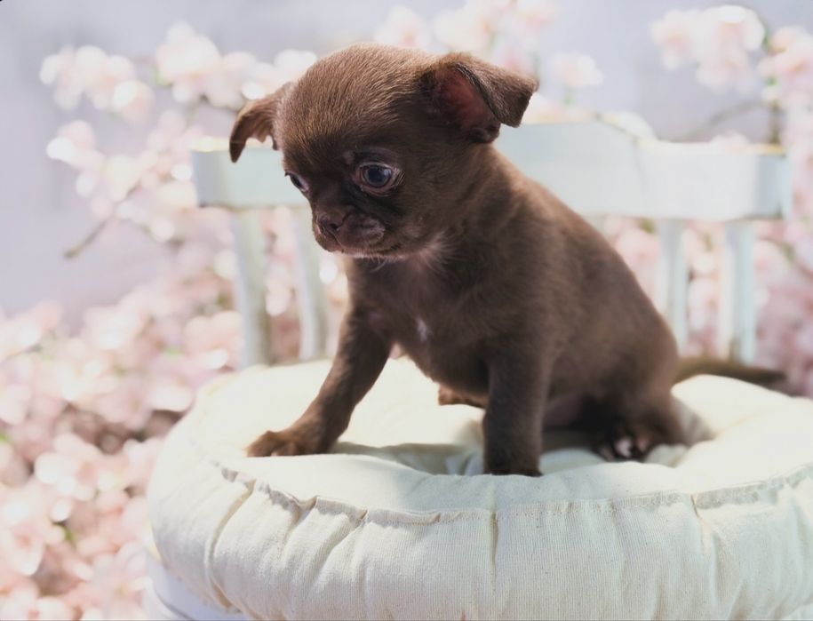***GOTOWY DO ODBIORU Czekoladowy maluszek chihuahua***