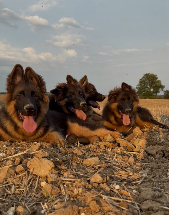 Owczarki Niemieckie Owczarek Niemiecki KLASA