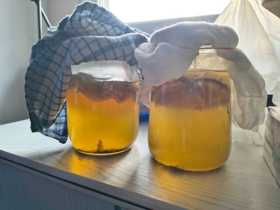 Siostry kombucha się okociły (oddam dzieci do własnego słoika)