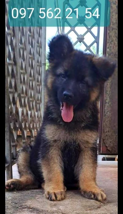 Питомник продает щенков длинношерстной немецкой овчарки