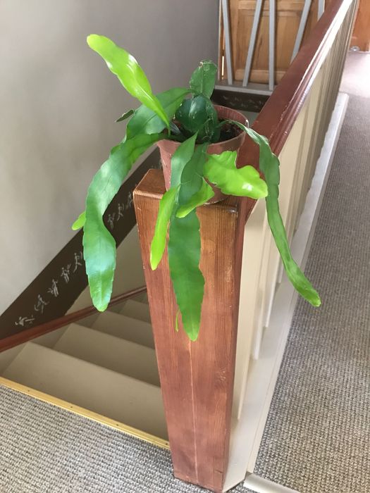 Epifilum epiphyllum młoda sadzonka jasne kwiaty