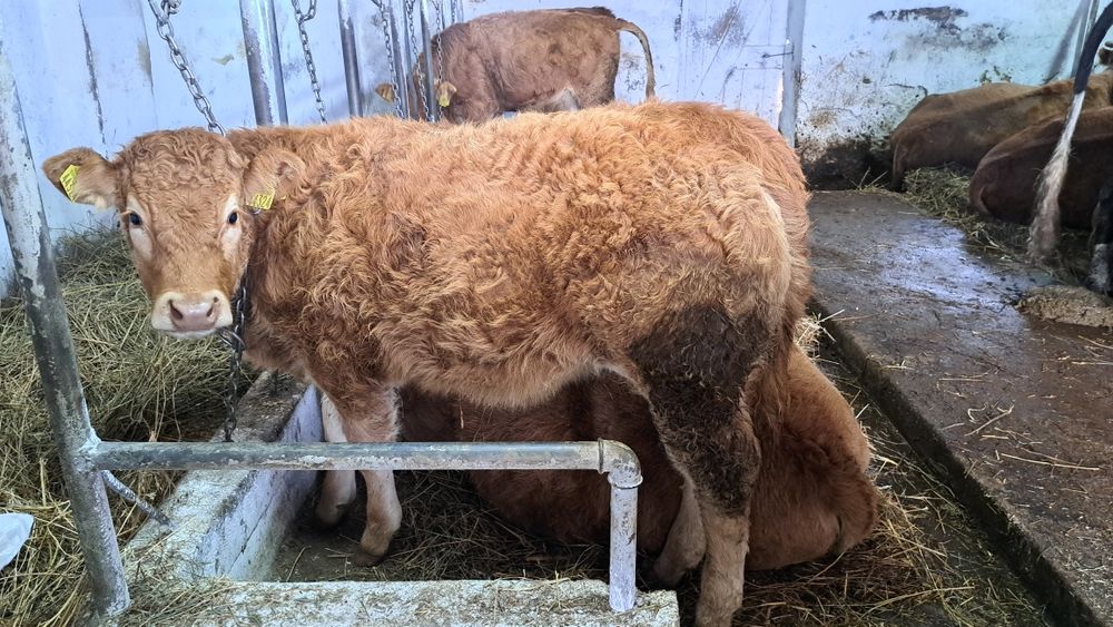 Jałówki odsadki lm