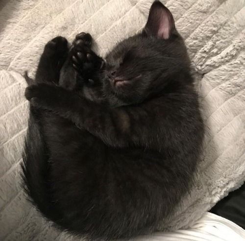 Кошеня хлопчик 1,5 міс сирота
